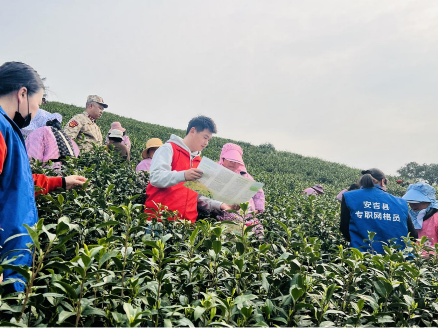 采茶工宣传简讯3.27629.png